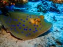 Bluespotted Ribbontail Ray