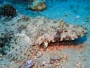 Crocodilefish