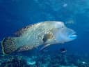 Napoleon Wrasse