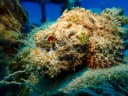 Tasseled Scorpionfish