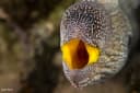 Yellowmouth Moray