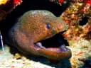 Moray eel